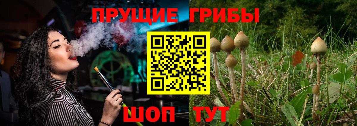 Псилоцибиновые грибы GOLDEN TEACHER  Вход с VPN  Новоалександровск  Псилоцибиновые грибы ЛСД 